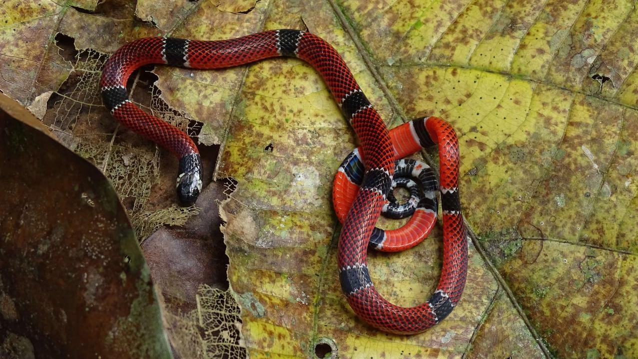 Corpo de Bombeiros resgata serpente mais venenosa no Brasil