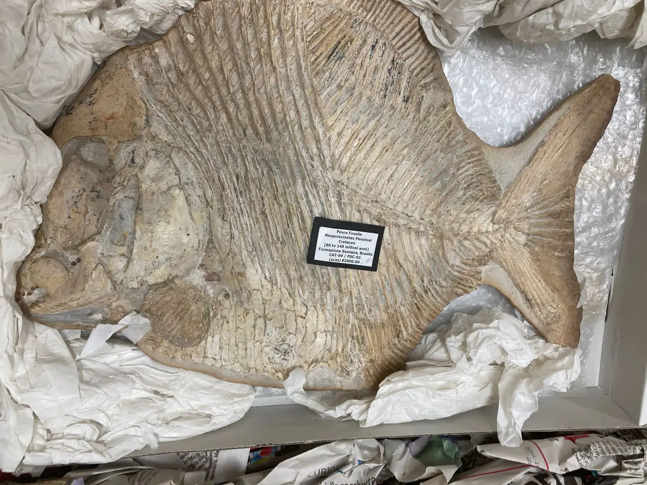 O peixe fossilizado está avaliado em quase 3 mil