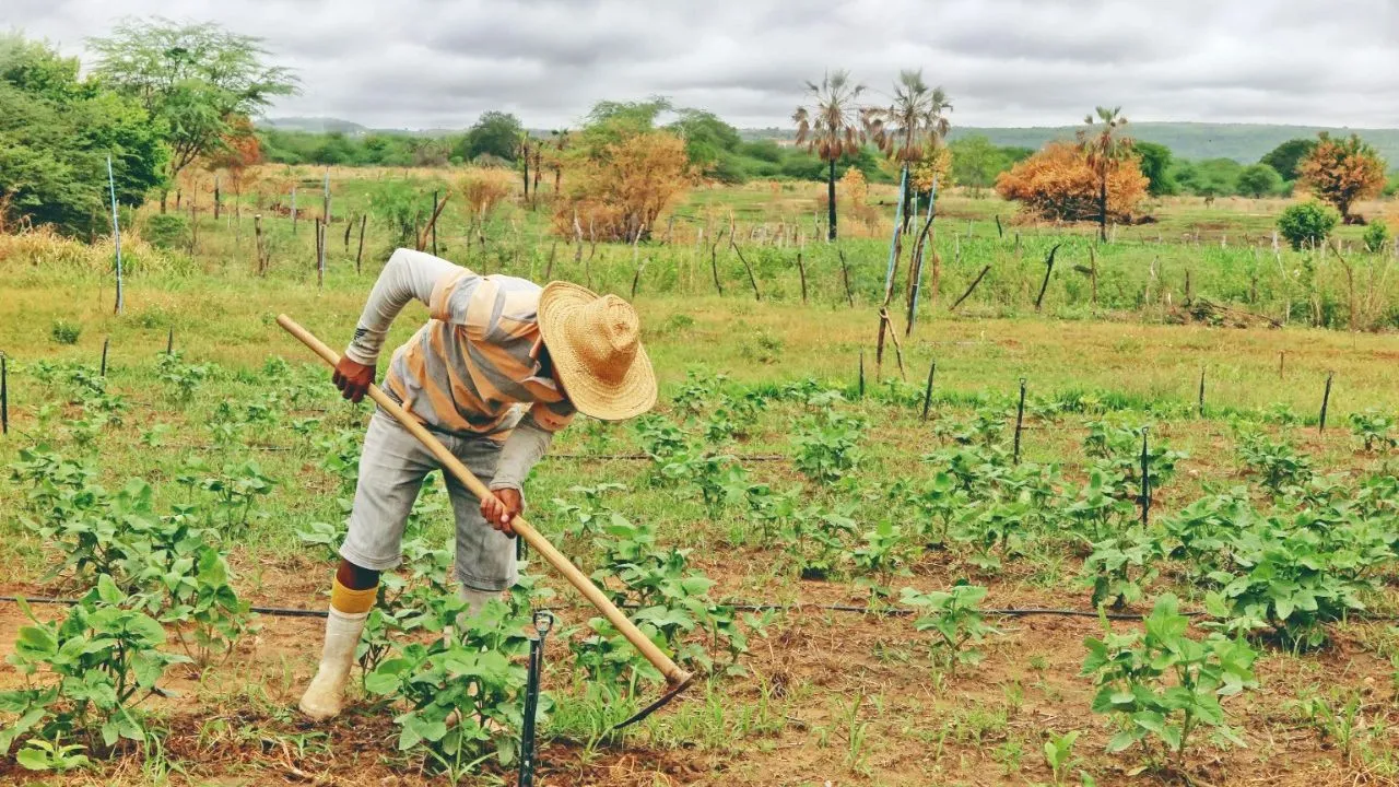 Expectativa é de uma boa colheita neste ano, no Ceará