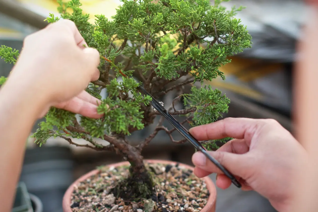 Podação do Bonsai