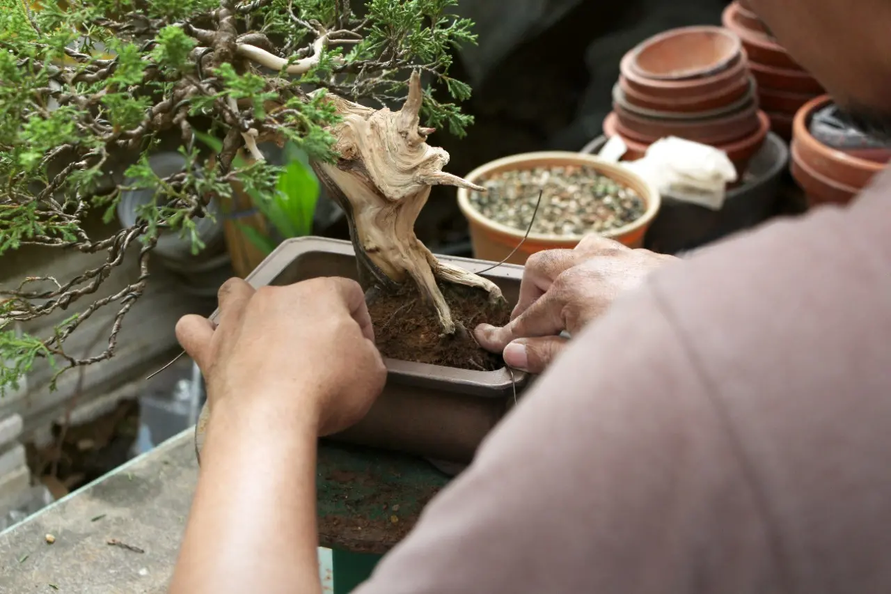 Cultivo do Bonsai