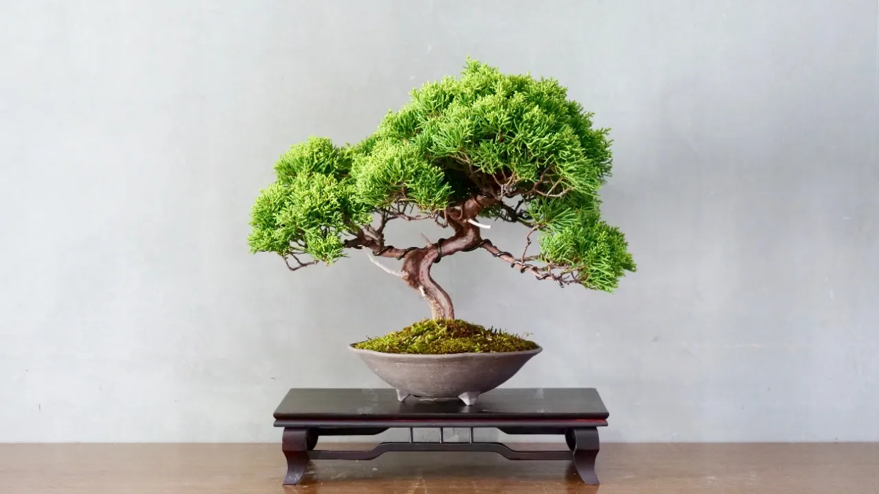 Bonsai é uma forma de arte derivada de uma antiga prática chinesa de horticultura