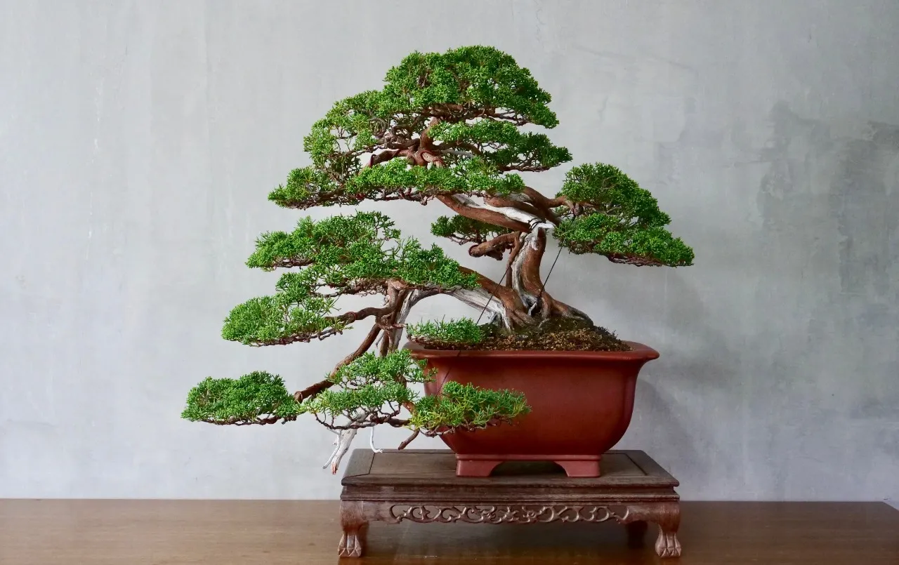 A intenção é que o bonsai em pareça uma árvore com muita idade na natureza