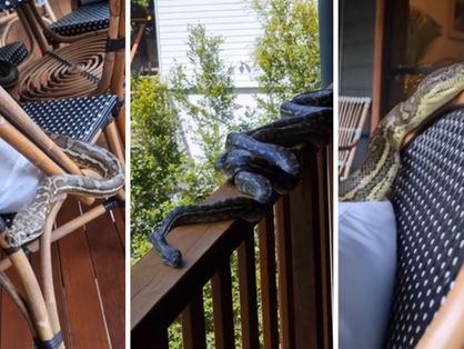 Montagem com três imagens de cobras pítons encontradas na varanda de casa da Austrália