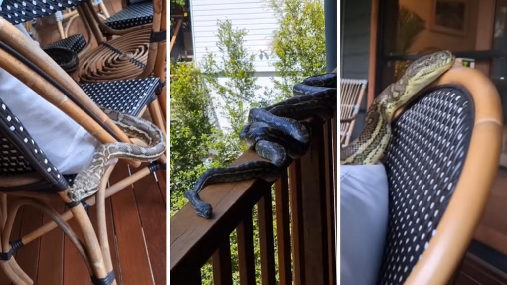 Montagem com três imagens de cobras pítons encontradas na varanda de casa da Austrália