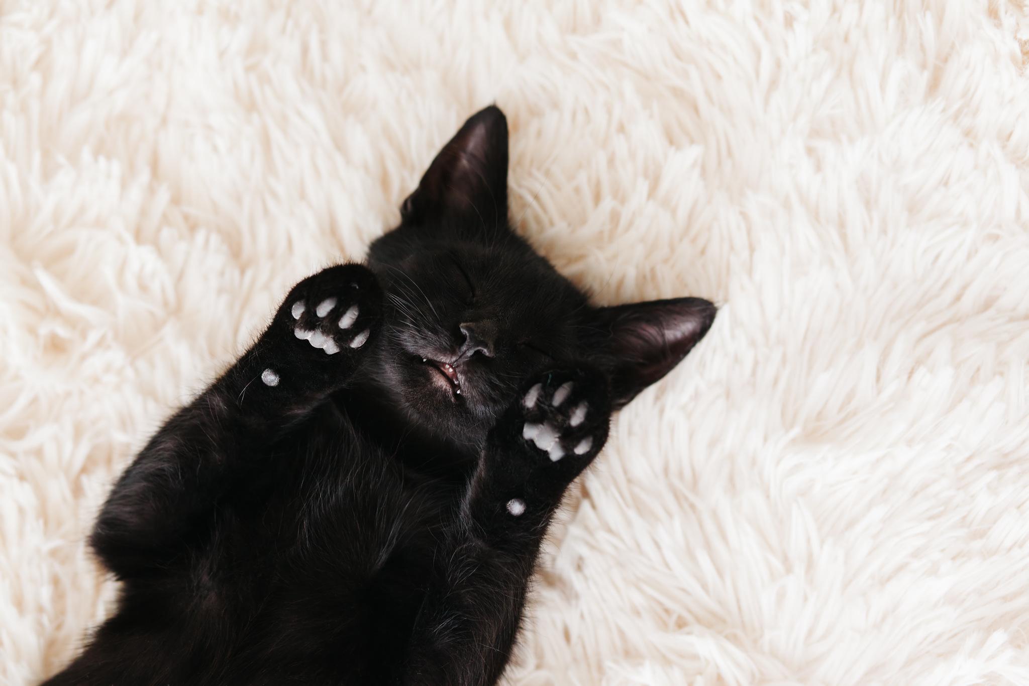 Gato preto dormindo com barriga para cima sobre um tapete claro