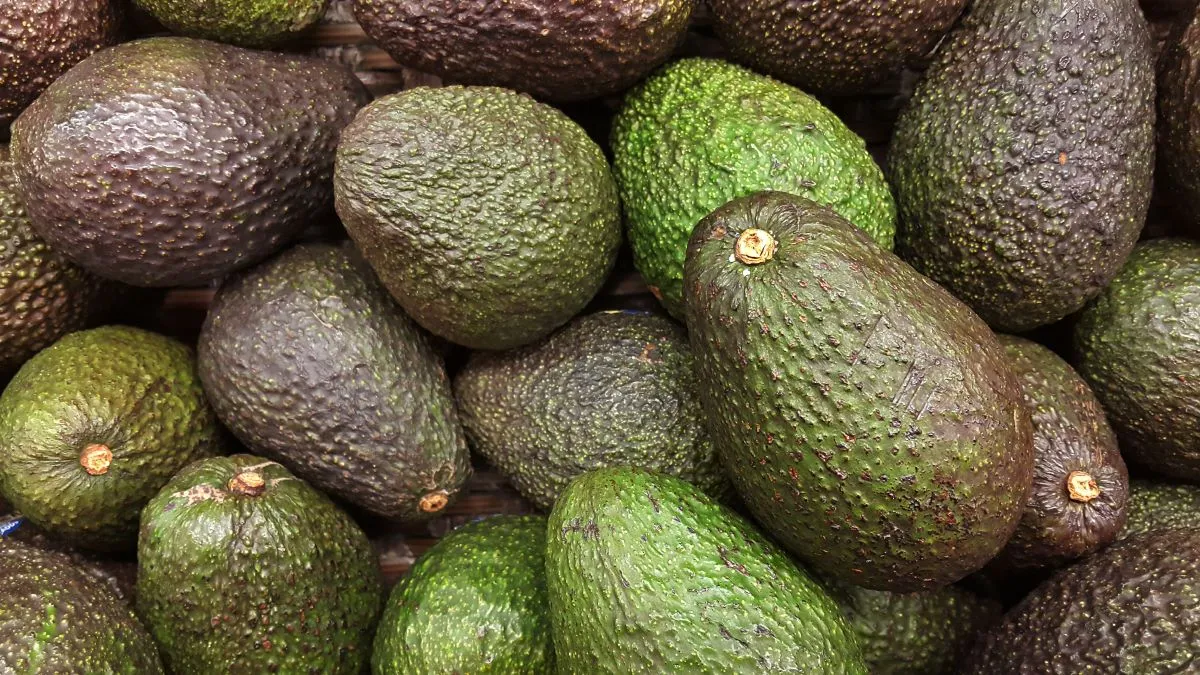 É importante se atentar à consistência e aparência da casca da fruta dos avocados na hora de escolhê-los