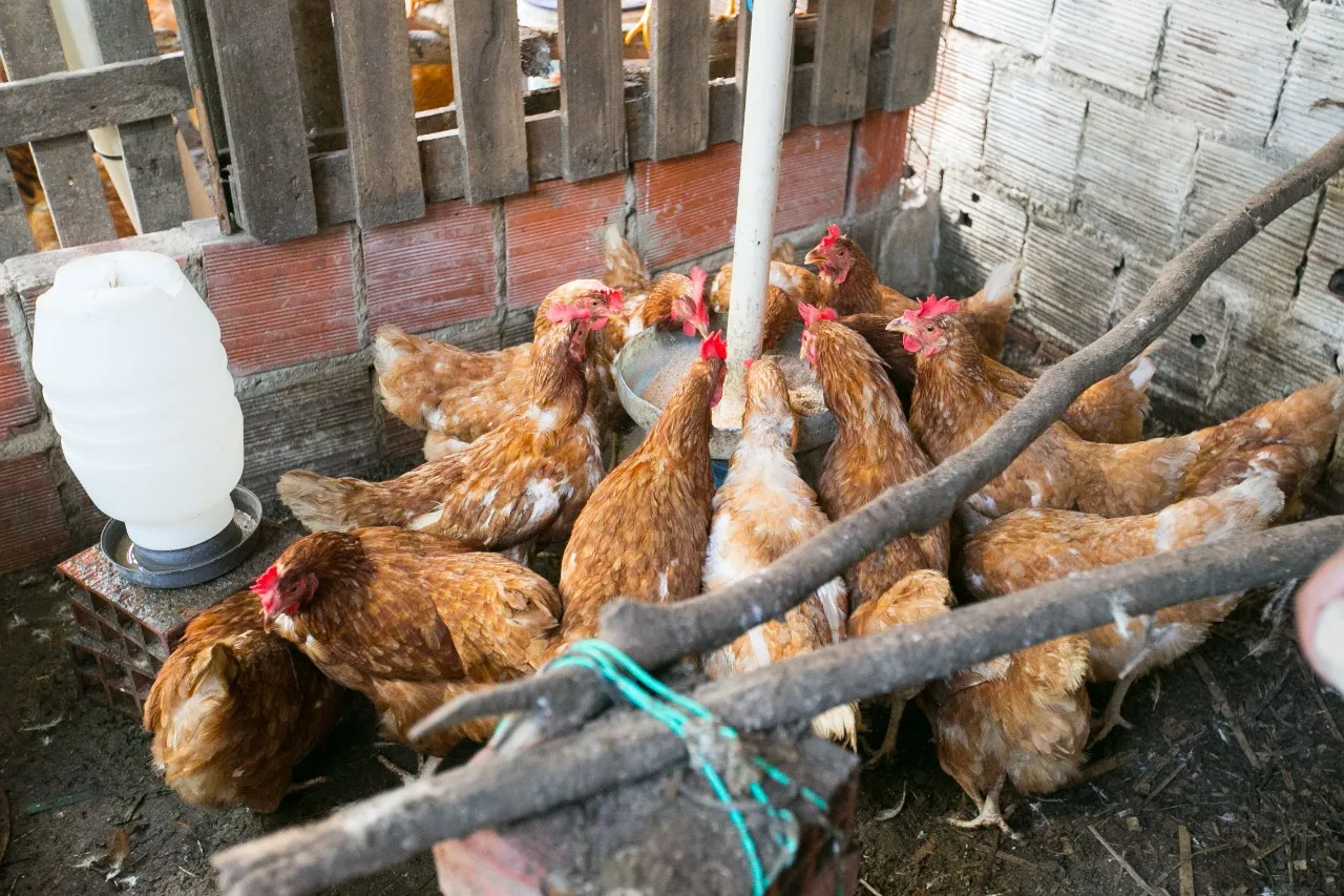 Outras atividades para além do plantio entram na agricultura familiar