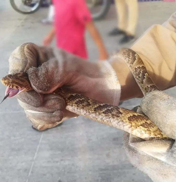 Imagem da notícia Cobra jararaca é resgatada pelos bombeiros em Ipueiras