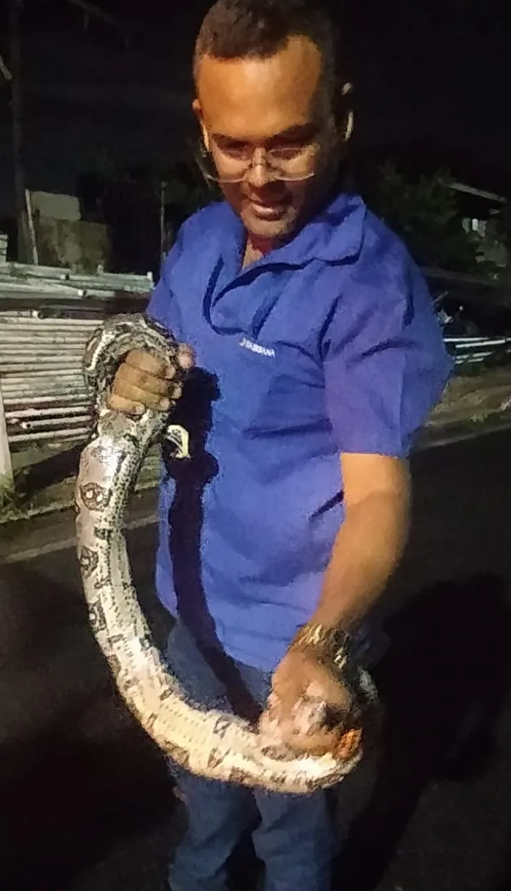 Antes dos bombeiros chegarem, motorista de ônibus tirou a cobra de avenida e colocou dentro de uma mochila