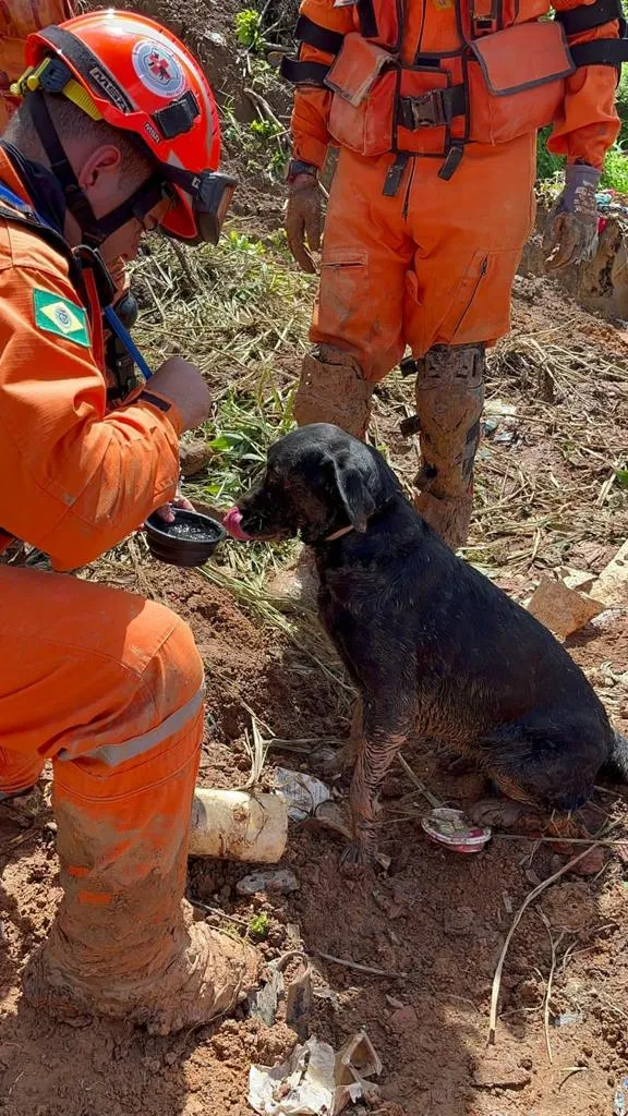 Os bombeiros e cães cearenses – incluindo Nala, cadela-companheira de Eliomar – viajaram a Pernambuco para facilitar o trabalho de revezamento das equipes, já que tanto os agentes como os animais sofrem de estafa devido à intensidade da operação.