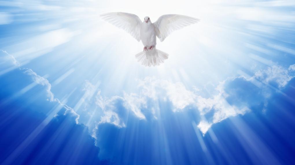Pomba branca voando em um fundo azul com uns raios luminosos para simbolizar, teoricamente, o divino