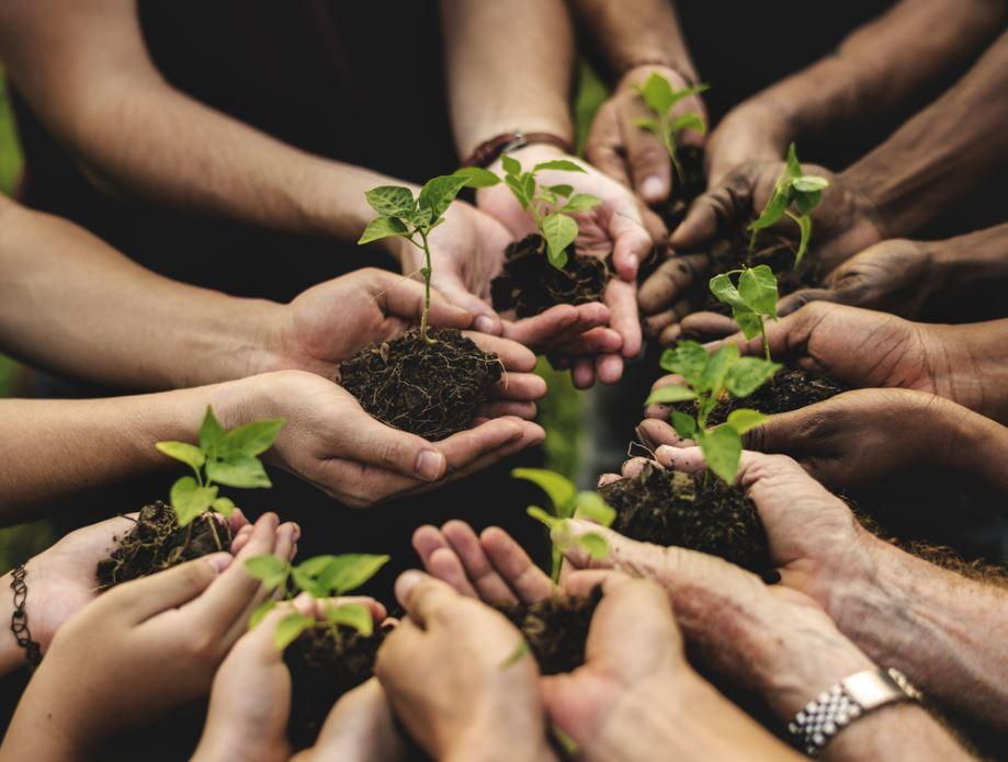 pessoas reunidas segurando mudas