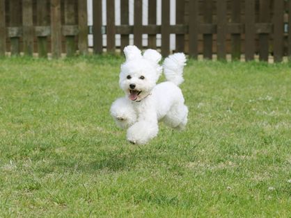 poodle toy correndo