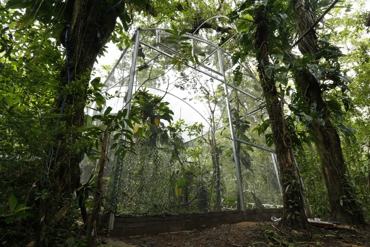 Projeto de refaunação