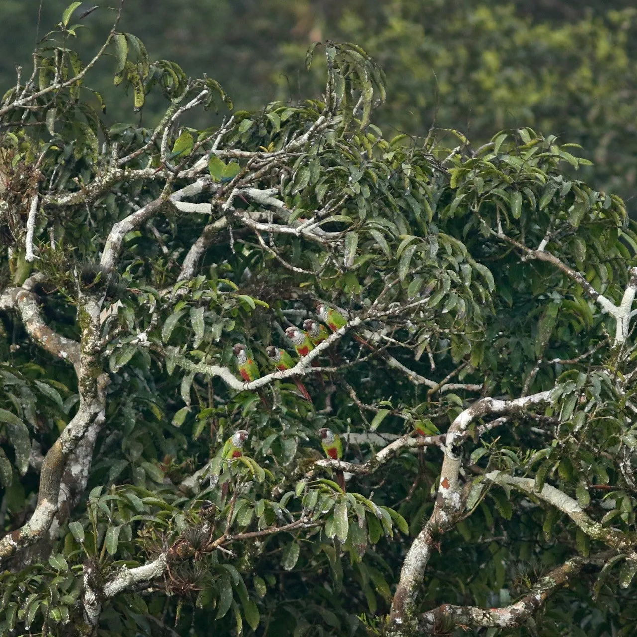 Espécies raras se abrigam nas matas da Serra