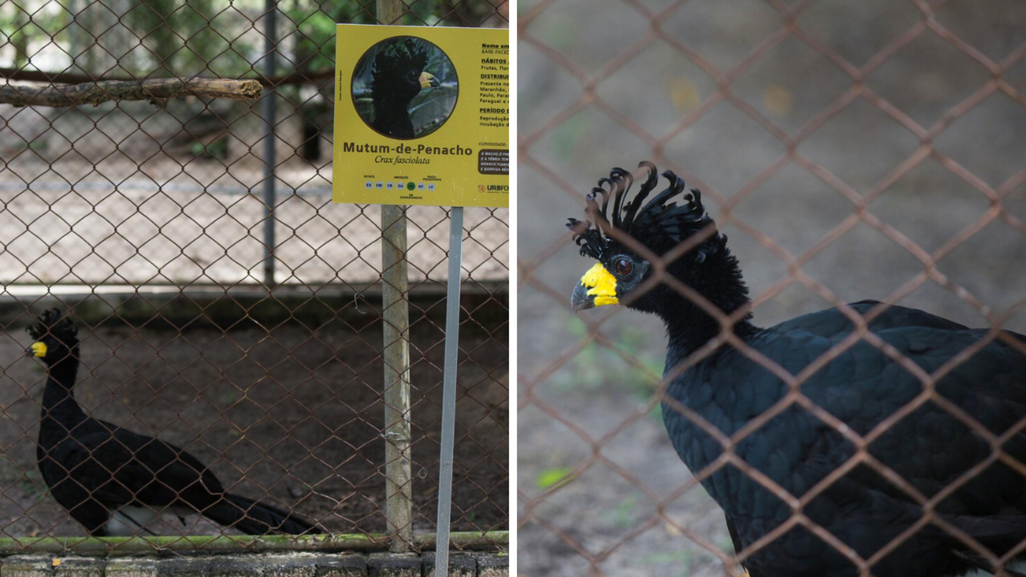 Mutum-de-Penacho do Zoológico Municipal Sargento Prata