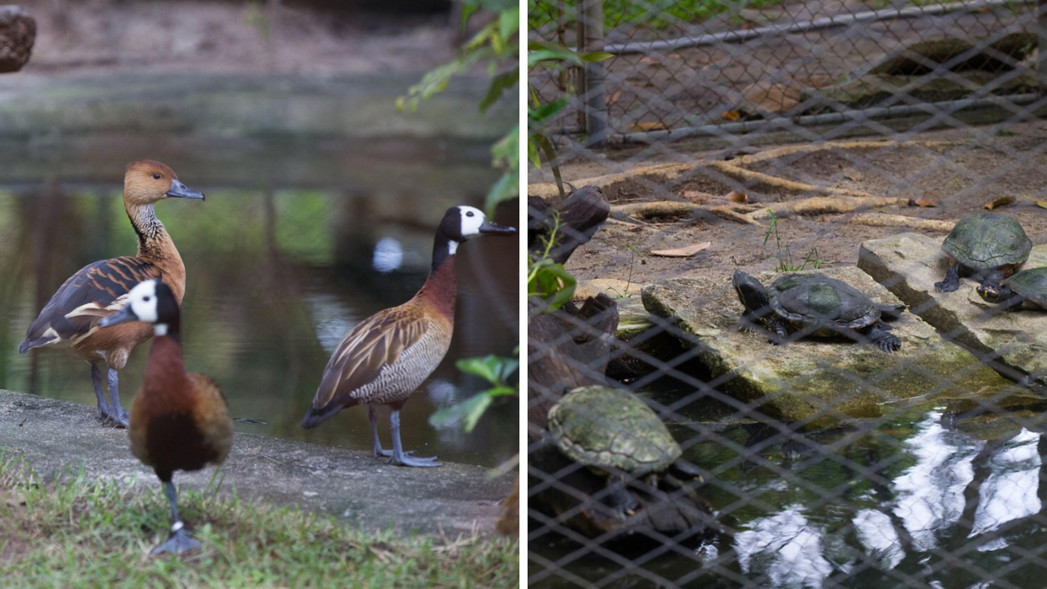 Montagem com imagens de patos e cágados do Zoológico Municipal Sargento Prata, em Fortaleza