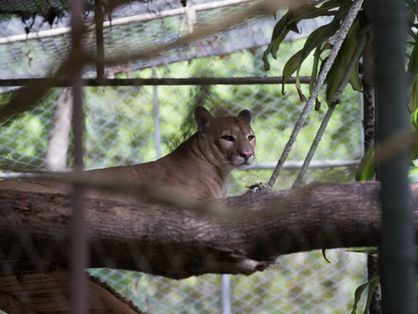 Onça Parda no Zoológico Municipal Sargento Prata, em Fortaleza