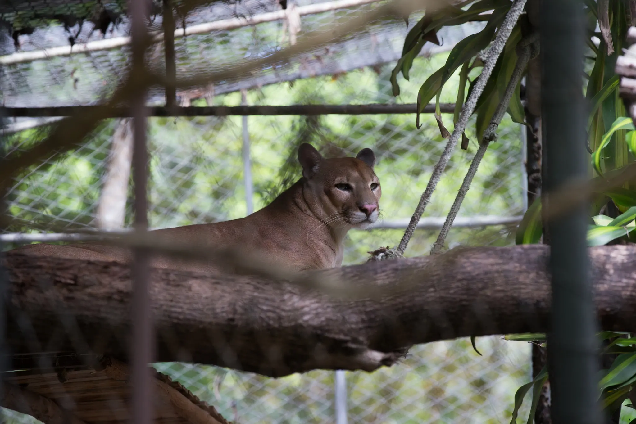 Onça Parda no Zoológico Municipal Sargento Prata, em Fortaleza