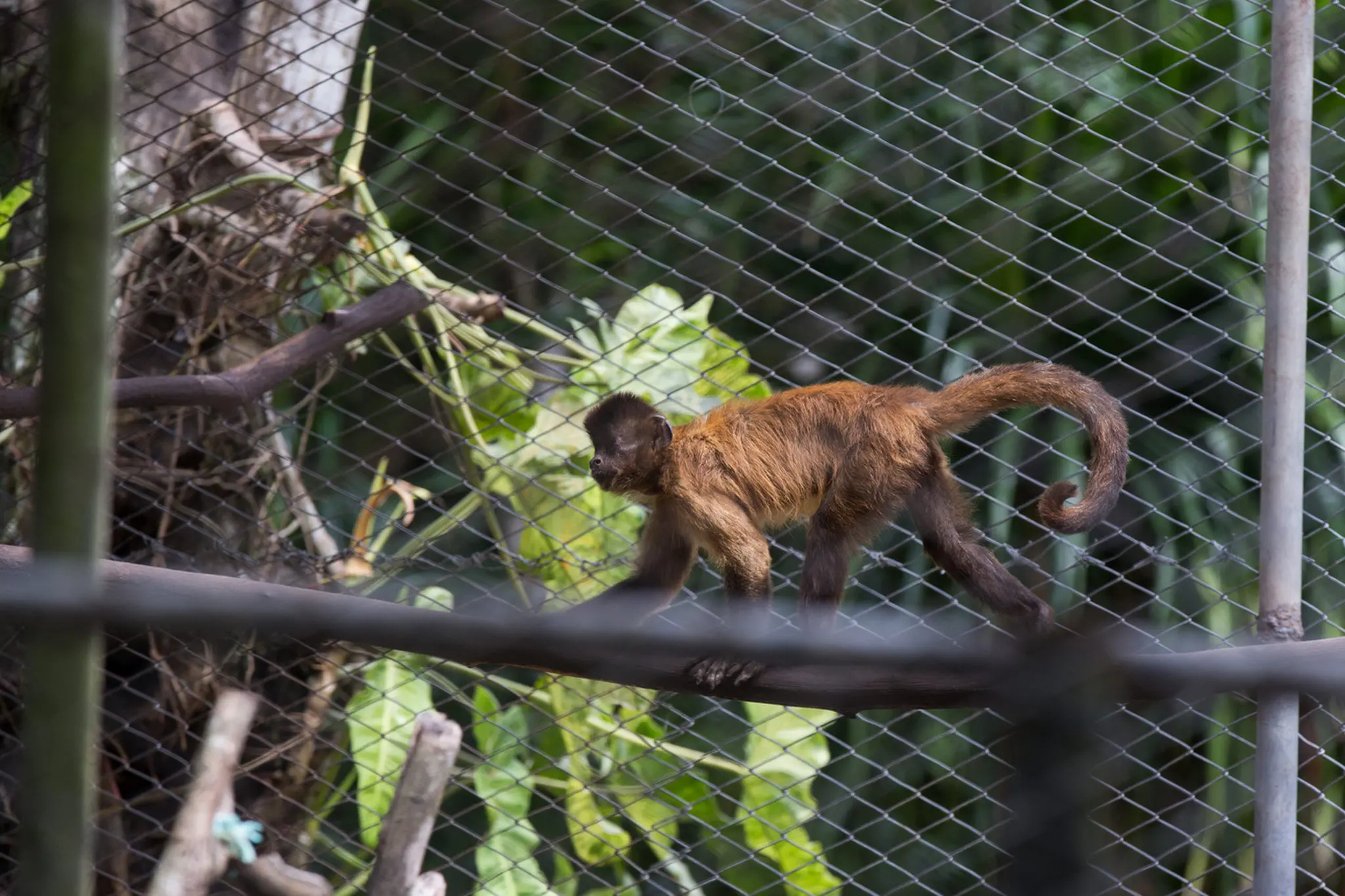 Macaco-prego no Zoológico Municipal Sargento Prata, em Fortaleza