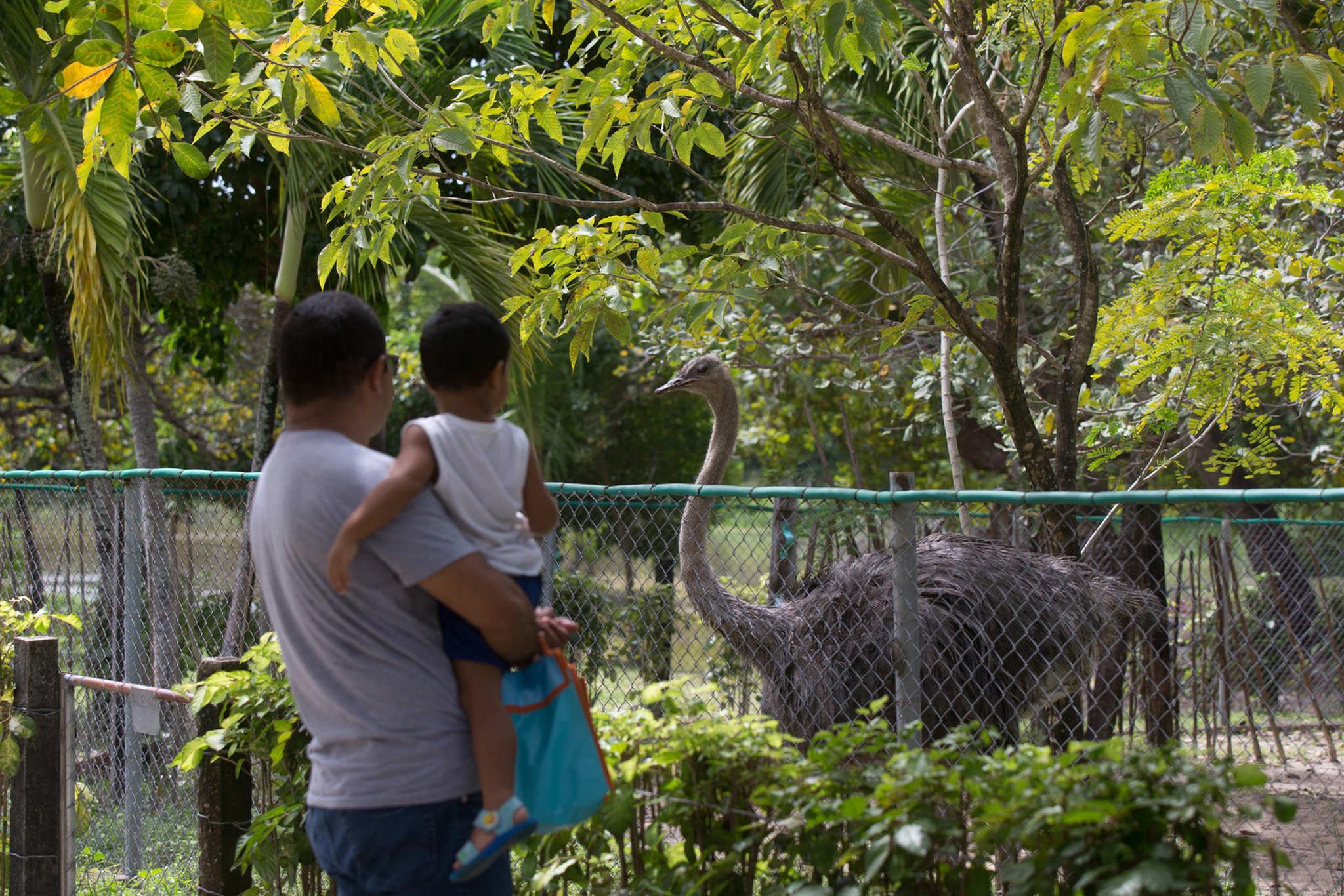 Visitantes do Zoológico Municipal Sargento Prata, em Fortaleza, interagem com uma ema-cinza