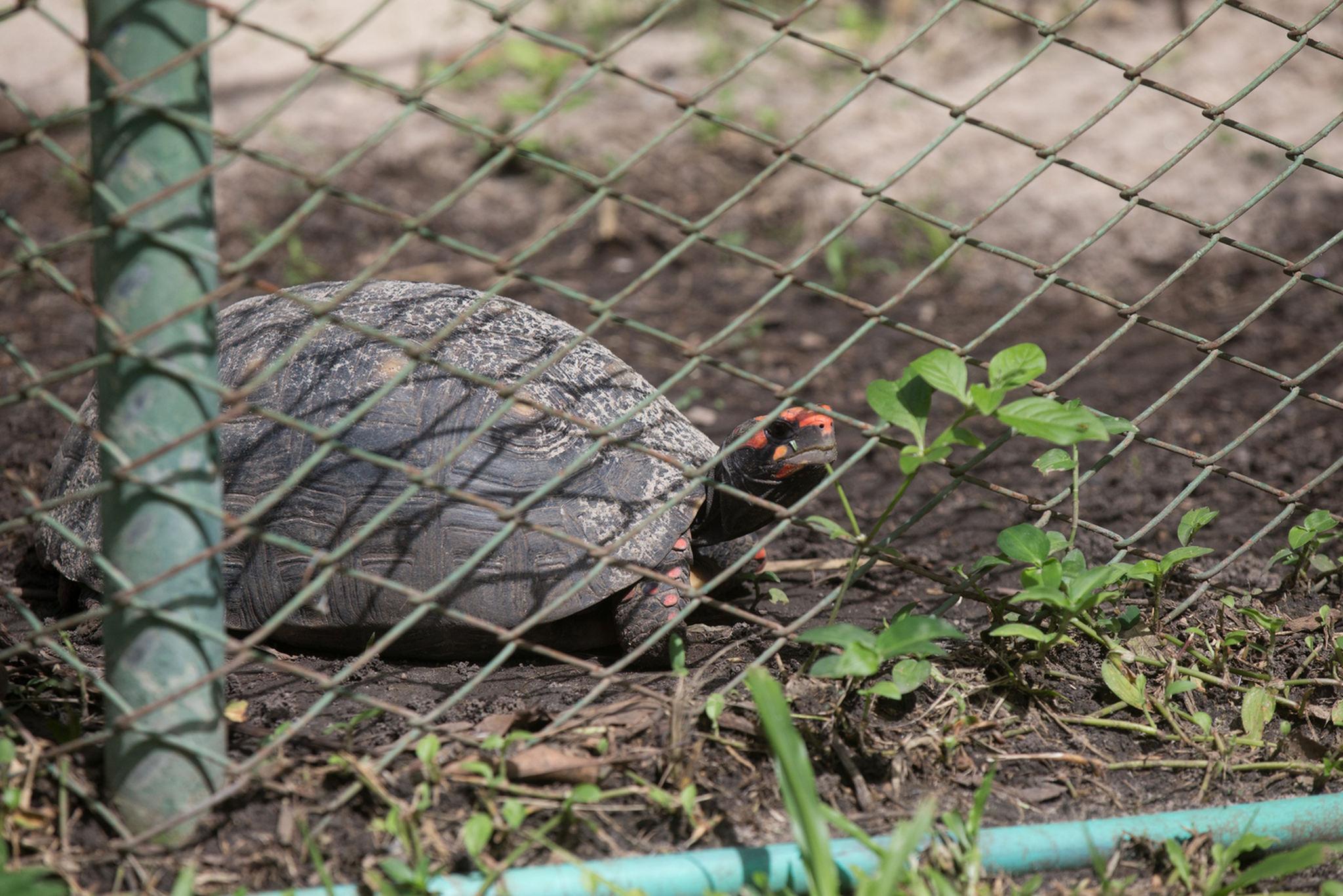 Jabuti-piranga do Zoológico Municipal Sargento Prata, em Fortaleza