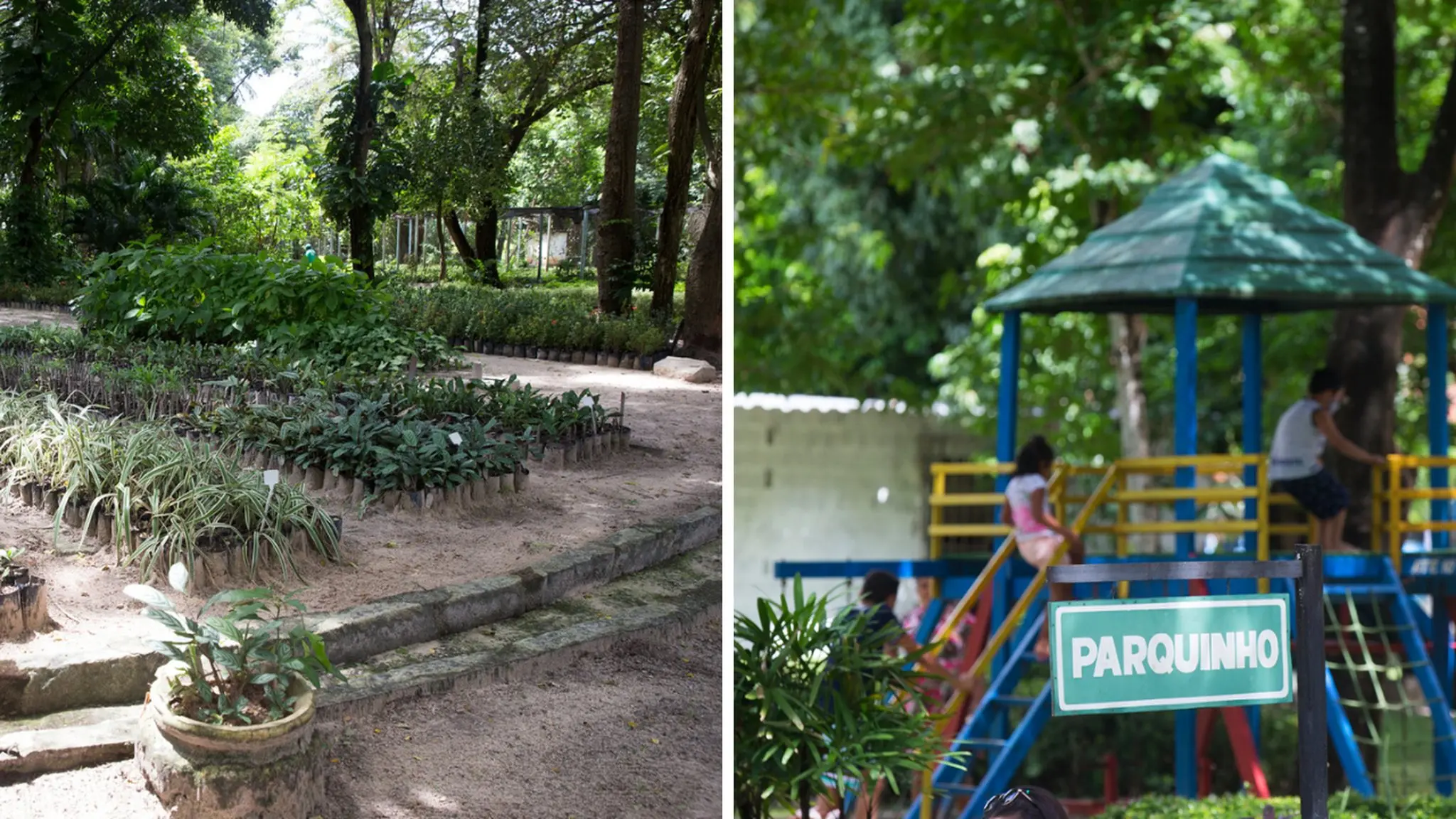 Montagem com imagem da plantação de mudas do Horto Florestal Falconete Fialho e de crianças brincando em um parquinho do Zoológico Municipal Sargento Prata, em Fortaleza