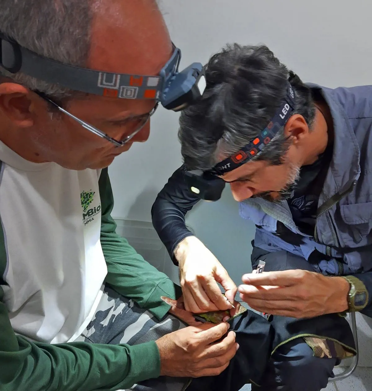 Material genético é coletado para o monitoramento da reprodução dos animais
