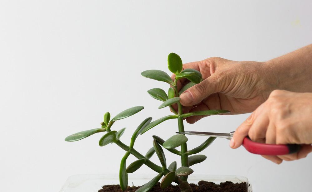 Planta Jade: como cultivar, cuidar e decorar a casa - Meio Ambiente -  Diário do Nordeste