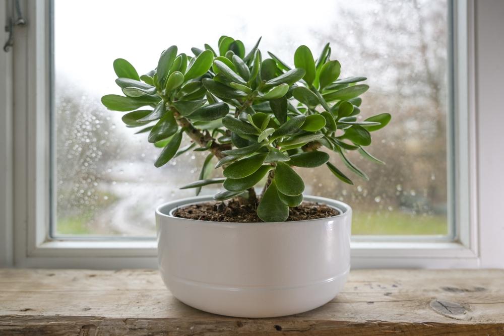 Planta Jade: como cultivar, cuidar e decorar a casa - Meio Ambiente -  Diário do Nordeste