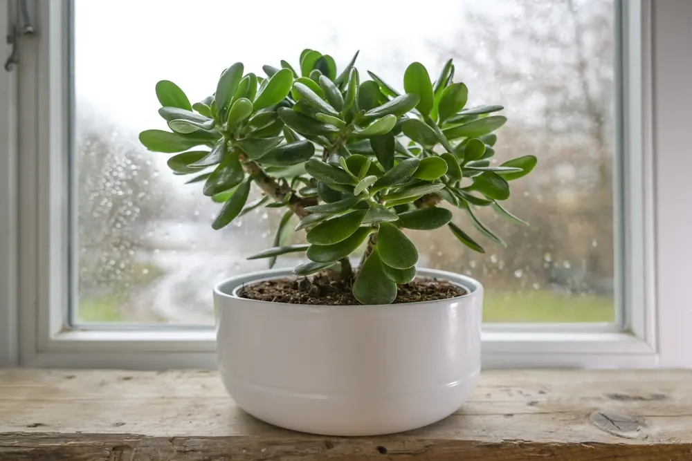 Planta jade em um vaso branco no parapeito de uma janela.
