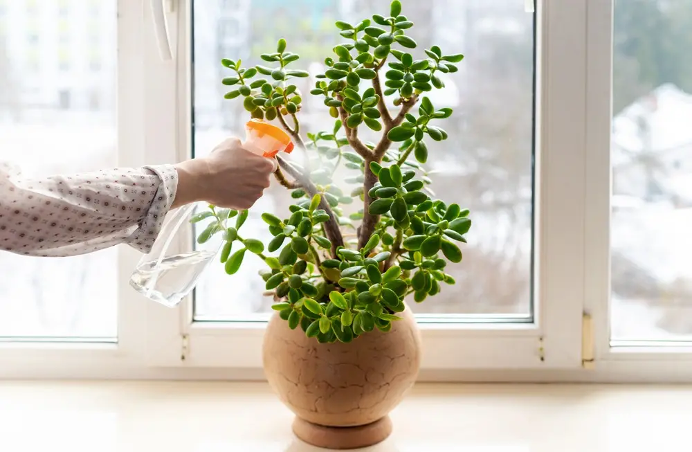 Mão feminina rega uma planta jade que está em um jarro de barro próximo a uma janela.