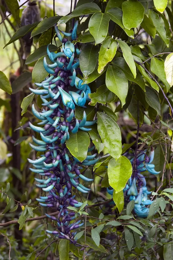 Trepadeira jade da cor azul.