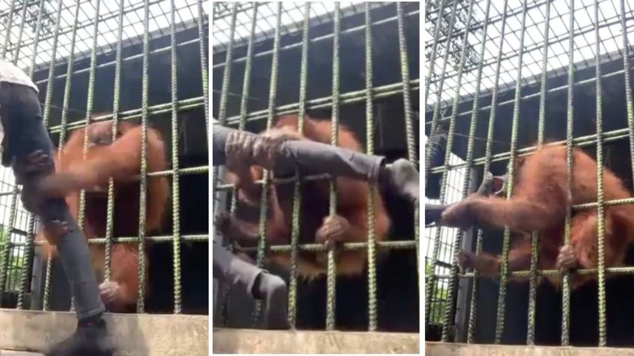 Orangotango agarra perna de homem em zoológico