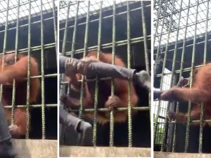 Orangotango agarra perna de homem em zoológico