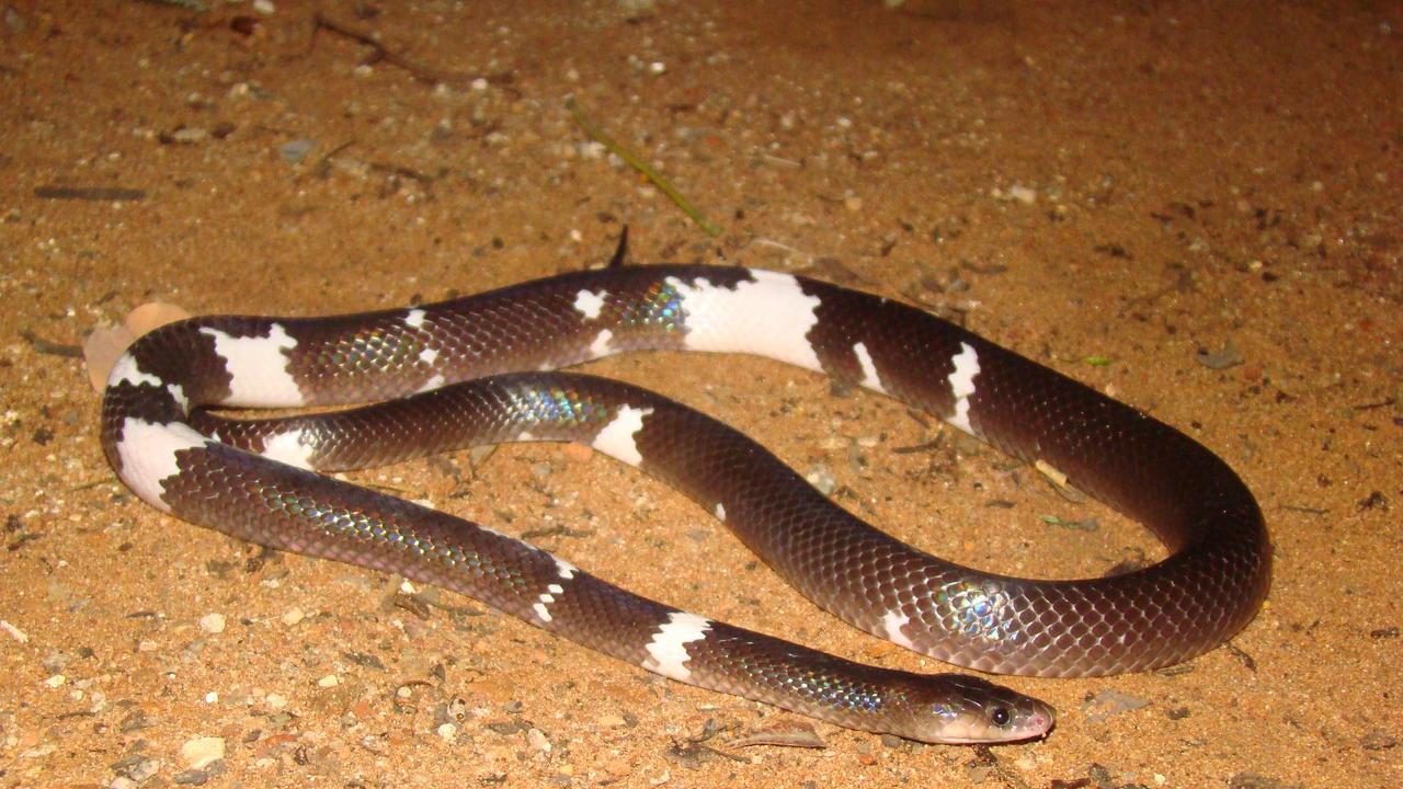 Cobra que mama em gente, anaconda no CE, salamanta mortal: o que é mito ou  realidade sobre serpentes - Ceará - Diário do Nordeste