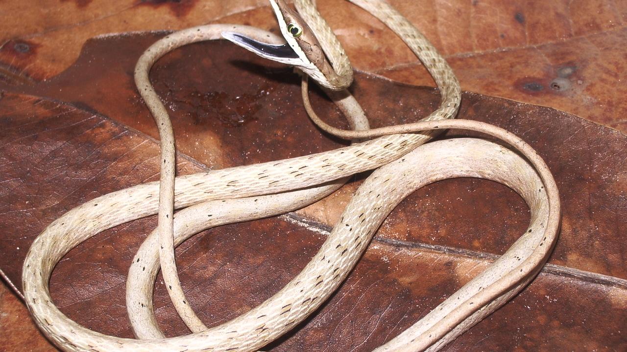 Cobra que mama em gente, anaconda no CE, salamanta mortal: o que é mito ou  realidade sobre serpentes - Ceará - Diário do Nordeste