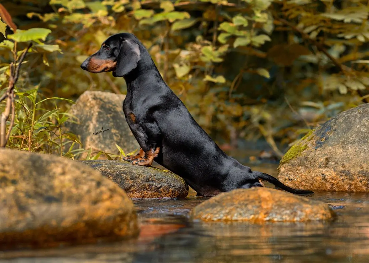 cachorro dachshund, salsicha