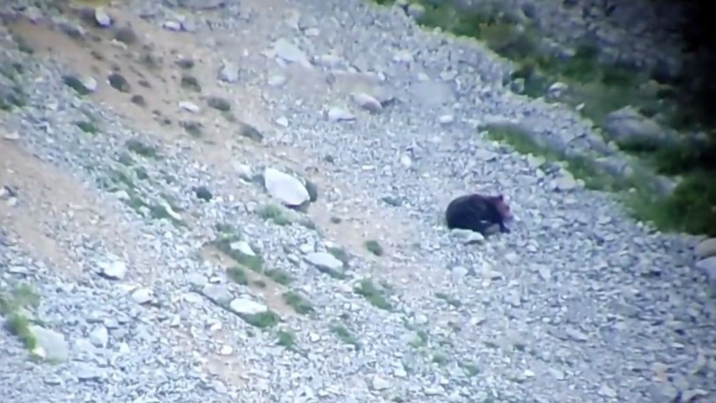 Urso caído entre pedras na Espanha