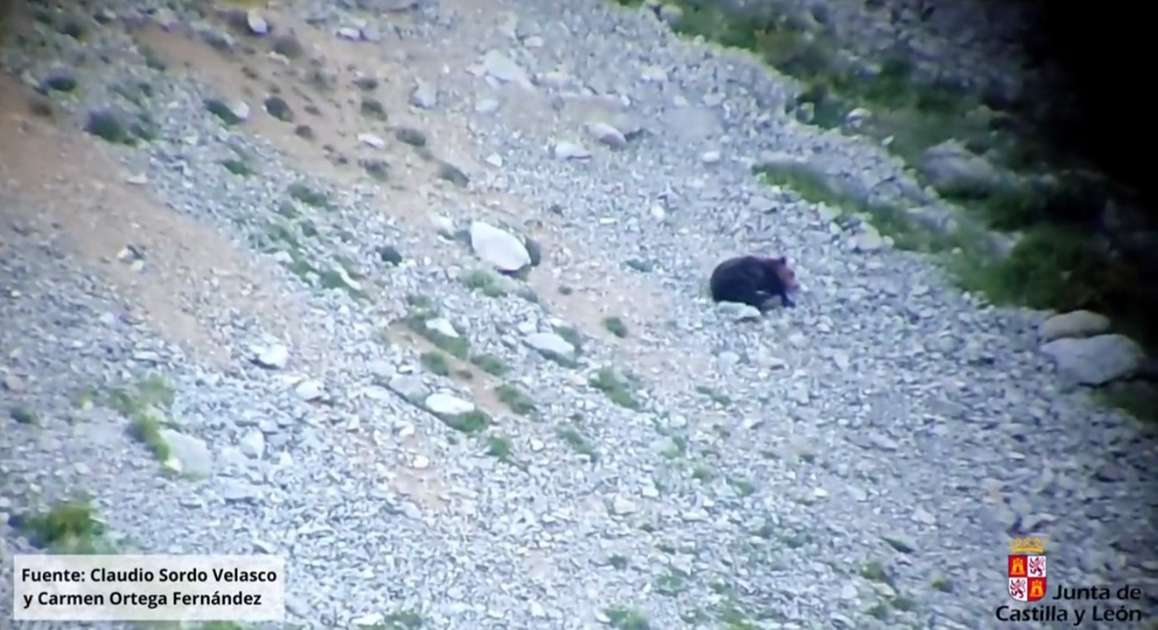 El oso cae por un acantilado y muere después de ser detenido por una mujer que intenta atrapar a un cachorro;  Ver el video – Mundo