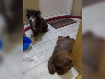 Cachorros resgatados de incêndio pelo Corpo de Bombeiros em Fortaleza