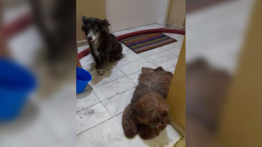 Cachorros resgatados de incêndio pelo Corpo de Bombeiros em Fortaleza
