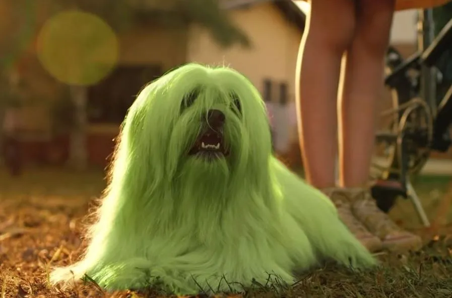 O lhasa apso Floquinho é o cachorro de Cebolinha na Turma da Mônica