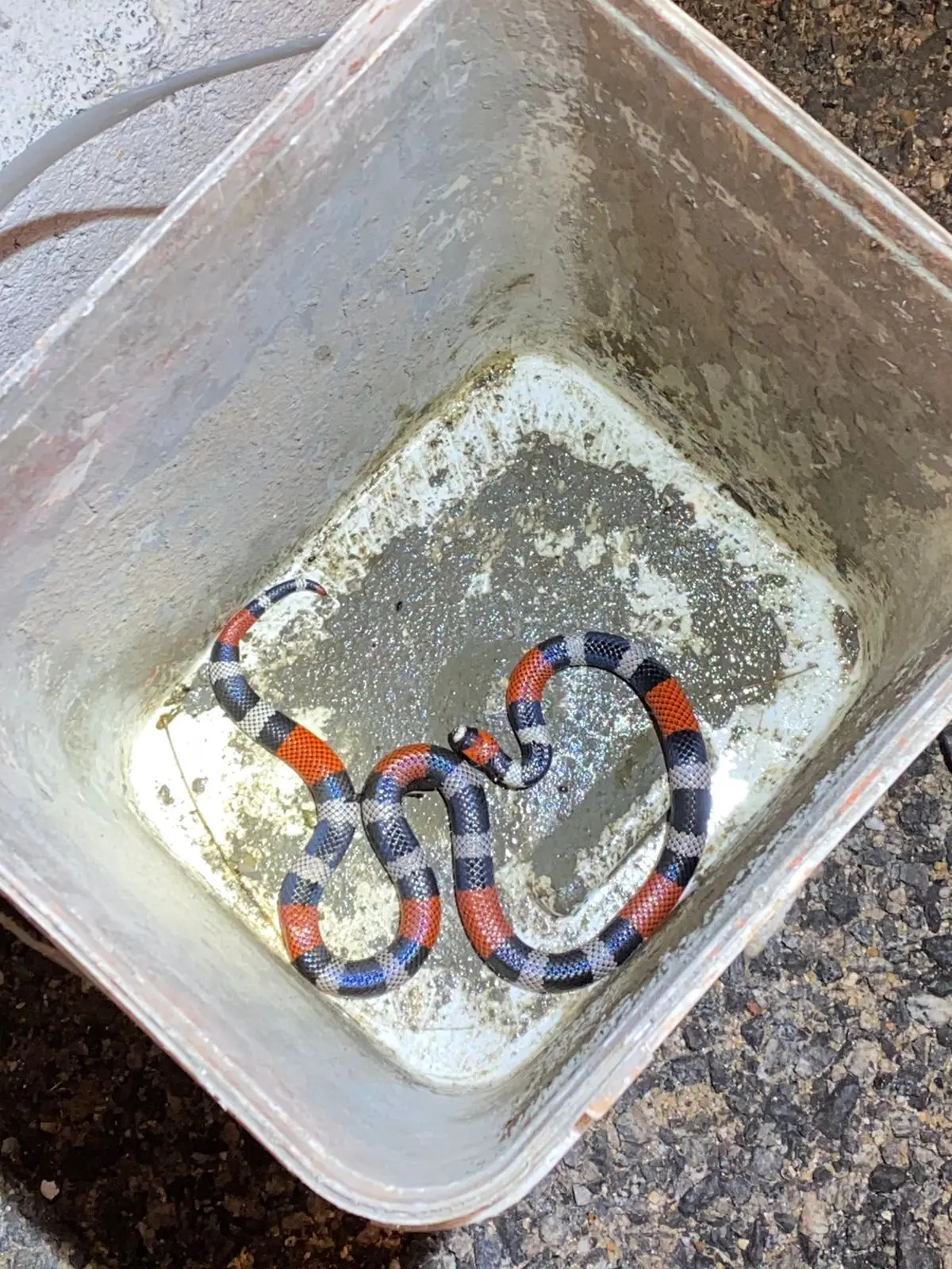 Cobra coral verdadeira localizada em quintal de casa no Crateús