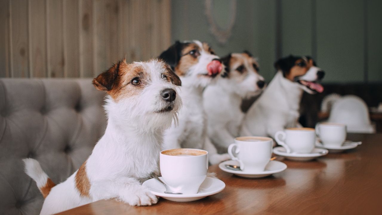 Quatro cães em uma mesa com xícaras de chá