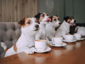 Quatro cães em uma mesa com xícaras de chá
