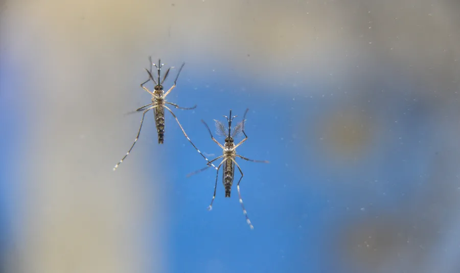 Mosquito Aedes aegypti é responsável por transmitir dengue, zika e chikungunya.