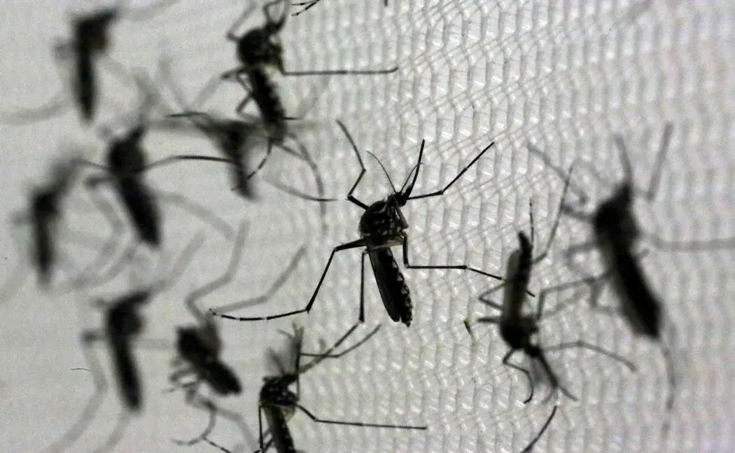 Imagem da notícia Casos de dengue aumentam 172% no CE e 34 cidades têm 'risco de epidemia'
