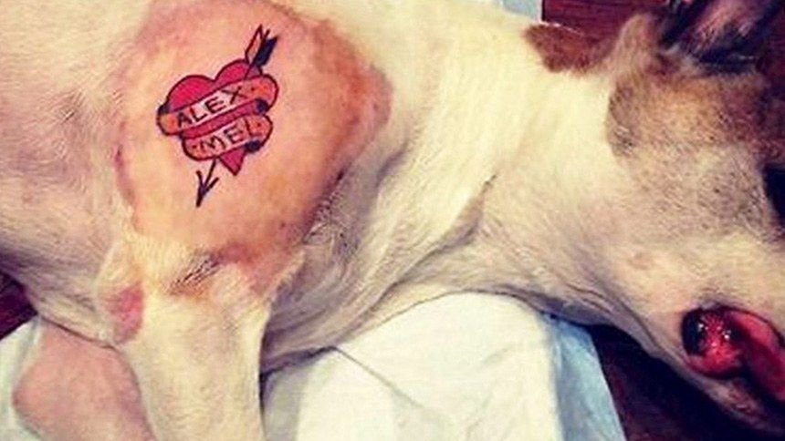 Tatuagem em cão